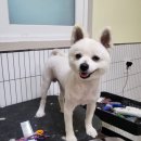 마이핫독 이미지