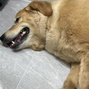 미니펫강아지고양이 - 성동구 성덕정길 96-1 | 강아지 물티슈 추천 마스코타 미니 댕냥이펫티슈 후기