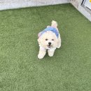 나무애견유치원 | 적응하는데 많은 도움을 준 양주 애견유치원 퍼피스