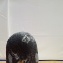 충정 Daum카페