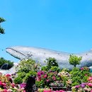 금고래7080라이브 | 울산 수국 페스티벌 장생포고래문화마을 축제 후기 2025