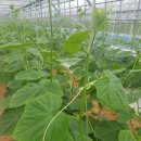 부부농장 이미지