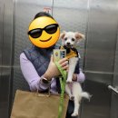 성대수술 후 버려져도 사람이 좋은 강아지, 마롱이 임시보호 구합니다🥺 이미지