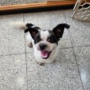 경기켄넬 이미지