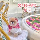 아이러브퍼피 - 동두천시 강변로 158 | 강아지 봄옷 추천 BOOCCE 부크 러브 시리즈 캔디룩 착용 후기