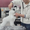 수 애견미용 티스토리