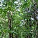 국립삼봉자연휴양림 야영장 이미지