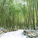 대나무숲길 이미지