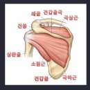 극상근 [SST, supraspinatus][팔의 장해(2018년 4월 1일 이전 지급률과 장해판정기준)] 이미지