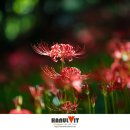 꽃무릇공원 이미지