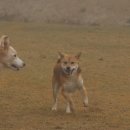 개두방정 이미지