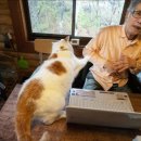 멍냥펀치 이미지