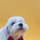 이든반려견 문화센터 이미지