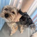 맡겨보개 이미지