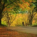 마로니에길 이미지