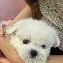 부산강아지분양 퍼피몰리 이미지