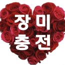 [셀럽챔프] 보너스 장미🌹 2배 결제 이벤트 이미지