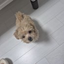 아이조아요양보호소 안양점 | 파양된 2개월 말티푸 입양 후기