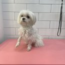 엘로이펫(L.ROYpet) 이미지