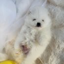 강아지분양 고양이분양 컴투펫 수원점 | 원주강아지분양 충주·강릉에서도 찾아오는 컴투펫 방문후기