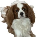 THE DOG SALON 이미지