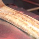 맛장어먹는날 이미지