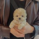 몽냥몽냥 강아지분양 일산점 | 재방문 생각난 몽냥몽냥 강아지분양 일산점