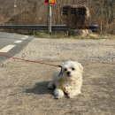 안녕!멍멍 | 부산근교 애견펜션 독채 운동장 있는 밀양 멍멍아노올자 펜션 솔직후기 내돈내산 (+수영장)