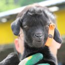 초방리 축사 이미지