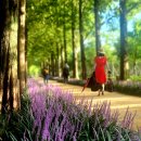 우로지 자연숲 공원(메타세쿼이아길) 이미지