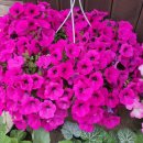 오늘은 생선구이 이미지