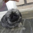 펠리체 페키니즈 이미지