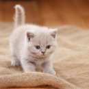 씽씽 동물의료센터 이미지