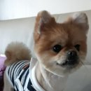 몽띠끄펫 이미지