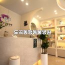 도곡동행동물병원 | 강남동물병원 강아지 눈물자국 원인 완전 분석 도곡동행동물병원