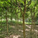 안천농장 이미지