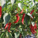 학동농장 이미지