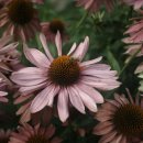 화당2리 이미지