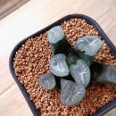 밀레니엄슈퍼 이미지