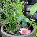 옹달샘분수 이미지