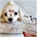 레이니 | 강아지 고무줄 추천 강아지머리끈묶는법 레이니라텍스밴드 논라텍스 밴드 후기