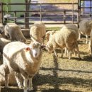 양평양떼목장 이미지