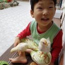 꼬꼬 한마리 이미지