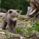 금지농장 이미지