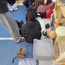 냥카페,루브 | 단원구고양이카페 냥카페루브, 무릎냥이 천국에서 힐링한 날