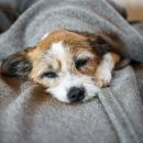 시니어 동물병원 이미지