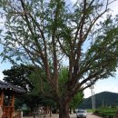 행곡4리(주천대) | 주천대(酒泉臺). 근남면 행곡4리. 울진