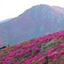 [전라남도 여수시] 영취산 진달래축제 2015 이미지