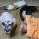 콩이묘묘 이미지