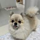 펫브로 | 인천 대용량 수제간식 &#39;펫브로&#39; 강아지 수제 간식 구매 후기